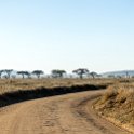 TZA MAR SerengetiNP 2016DEC23 Seronera 001 : 2016, 2016 - African Adventures, Africa, Date, December, Eastern, Mara, Month, Places, Serengeti National Park, Seronera, Tanzania, Trips, Year
